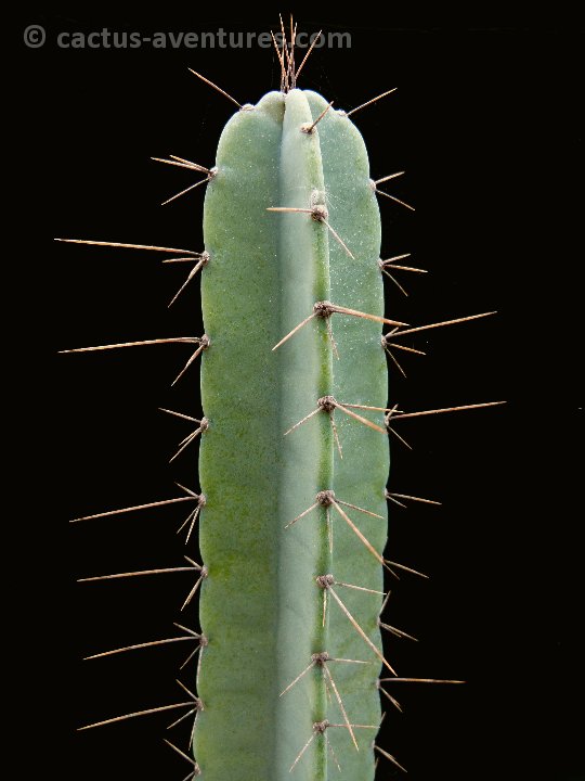 Cereus validus (ex forbesii) P1010952